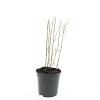 Panicum virgatum 'Heavy Metal' Pot 1,5 liter