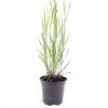 Panicum virgatum 'Heavy Metal' Pot 1,5 liter