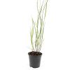 Panicum virgatum 'Heavy Metal' Pot 1,5 liter
