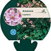 Anemone hupehensis Pot 9 cm