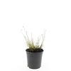 Pennisetum al. 'Little Bunny' Pot 1,5 liter