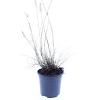 Pennisetum al. 'Little Bunny' Pot 1,5 liter