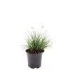Pennisetum al. 'Little Bunny' Pot 1,5 liter
