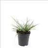 Pennisetum al. 'Little Bunny' Pot 1,5 liter