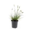 Pennisetum al. 'Little Bunny' Pot 1,5 liter