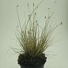 Pennisetum al. 'Little Bunny' Pot 1,5 liter