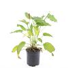 Persicaria amplexicaulis Pot 1,5 liter