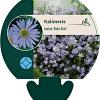 Kalimeris incisa 'Blue Star' Pot 9 cm