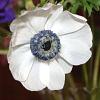 Anemone leveillei Pot 9 cm