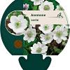 Anemone leveillei Pot 9 cm