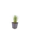 Stipa tenuissima 'Ponytails' Pot 9 cm