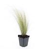 Stipa tenuissima 'Ponytails' Pot 9 cm