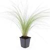 Stipa tenuissima 'Ponytails' Pot 9 cm