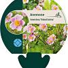 Anemone tom. 'Robustissima' Pot 9 cm