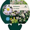 Kalimeris incisa 'Madiva' Pot 9 cm