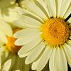 Anthemis hyb. 'Wargrave' Pot 9 cm