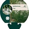 Anthericum liliago Pot 9 cm