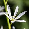 Anthericum liliago Pot 9 cm