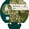 Anthericum ramosum Pot 9 cm