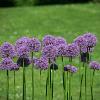 Allium 'Gladiator' Pot 9 cm