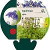 Aquilegia alpina Pot 9 cm