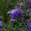 Aquilegia alpina Pot 9 cm