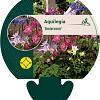 Aquilegia 'Biedermeier' Pot 9 cm