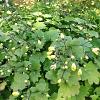 Kirengeshoma palmata Pot 9 cm