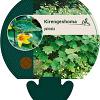 Kirengeshoma palmata Pot 9 cm