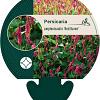 Persicaria a. 'Red Baron' Pot 9 cm