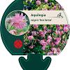 Aquilegia v. 'Rose Barlow' Pot 9 cm