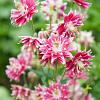 Aquilegia v. 'Rose Barlow' Pot 9 cm