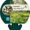Aquilegia v. 'William Guiness' Pot 9 cm