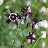 Aquilegia v. 'William Guiness' Pot 9 cm