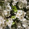 Crataegus monogyna Pot 7,5 Liter 80 - 100 cm