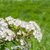 Crataegus monogyna Pot 7,5 Liter 80 - 100 cm