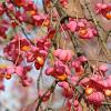 Euonymus europaeus Pot 7,5 Liter 80 - 100 cm