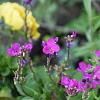 Arabis blepharophylla Pot 9 cm