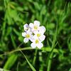 Arabis caucas. 'Snowcap' Pot 9 cm