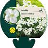 Arabis caucas. 'Snowcap' Pot 9 cm