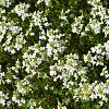 Arabis procurrens Pot 9 cm