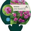 Armeria mar. 'Dusseldorfer Stolz' Pot 9 cm