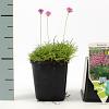 Armeria mar. 'Dusseldorfer Stolz' Pot 9 cm