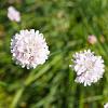 Armeria pseudarm. 'Ballerina White' Pot 9 cm