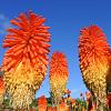 Kniphofia 'Alcazar' Pot 9 cm