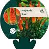 Kniphofia 'Alcazar' Pot 9 cm