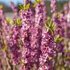 Daphne mezereum 'Rubra' Pot 5 Liter 