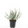 Euonymus fort. 'Emerald Gaiety' Pot 1,5 liter