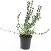Euonymus fort. 'Emerald Gaiety' Pot 1,5 liter