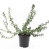 Euonymus fort. 'Emerald Gaiety' Pot 1,5 liter